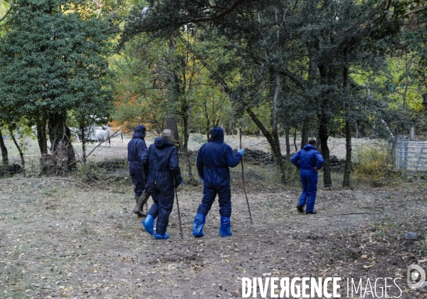 Dematose bovine. L abattage quand même