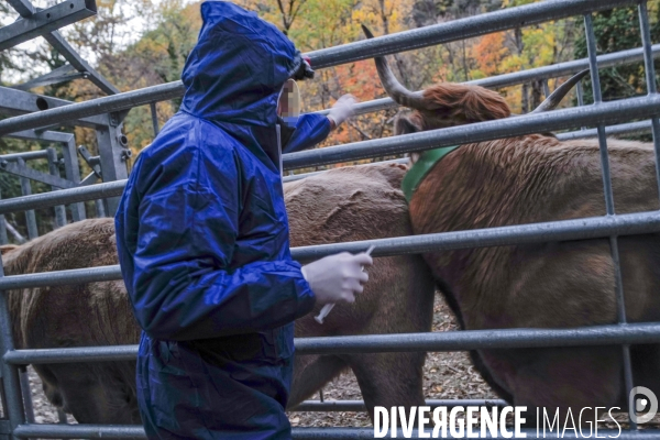 Dematose bovine. L abattage quand même
