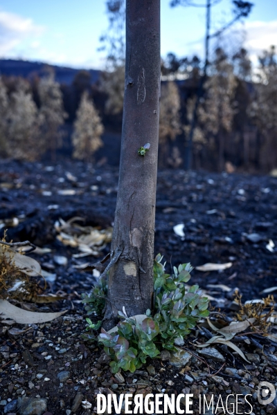 Paysages après les incendies en Espagne et Portugal, septembre 2025.