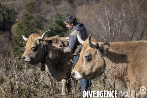 Dematose Bovine: L épée de Damoclès