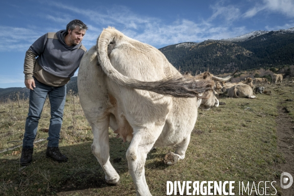 Dematose nodulaire Bovine: L épée de Damoclès