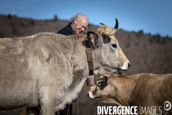 Dematose Bovine: L épée de Damoclès