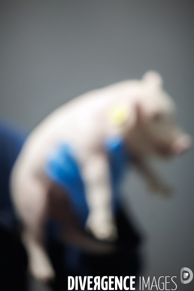 Elevage de cochons médicaments