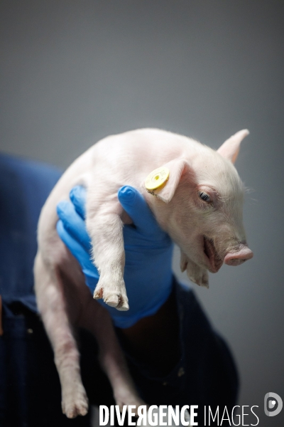 Elevage de cochons médicaments