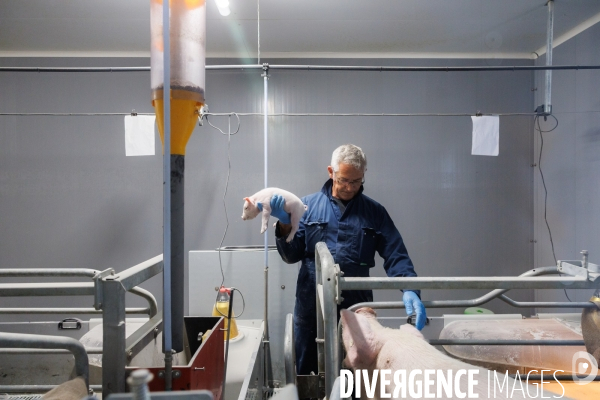 Elevage de cochons médicaments