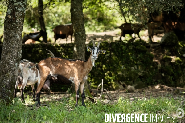 L exploitation de Sophie Négrier, éleveuse de chèvres et productrice de fromage de chèvre dans les Cévennes.