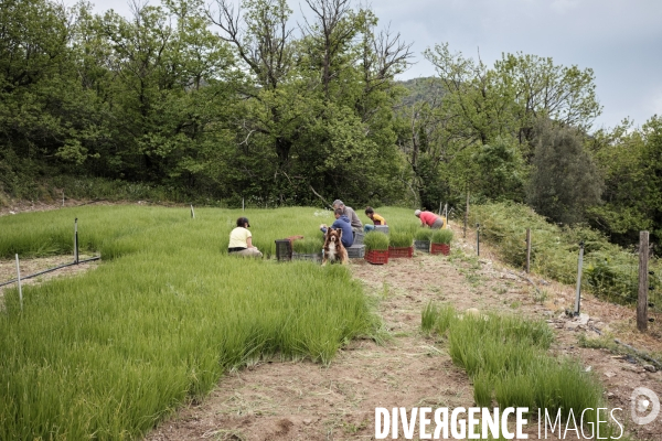 L exploitation de Gaêtan Reilhan, producteur d oignons bio dans les Cévennes.