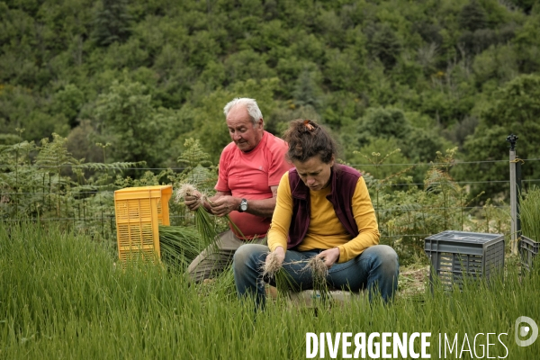 L exploitation de Gaêtan Reilhan, producteur d oignons bio dans les Cévennes.