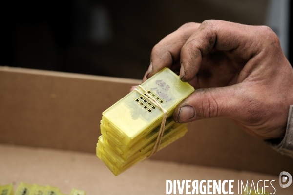 Gaêtan Reilhan, happy apiculteur dans les Cévennes.