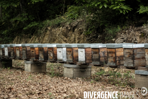 Gaêtan Reilhan, happy apiculteur dans les Cévennes.