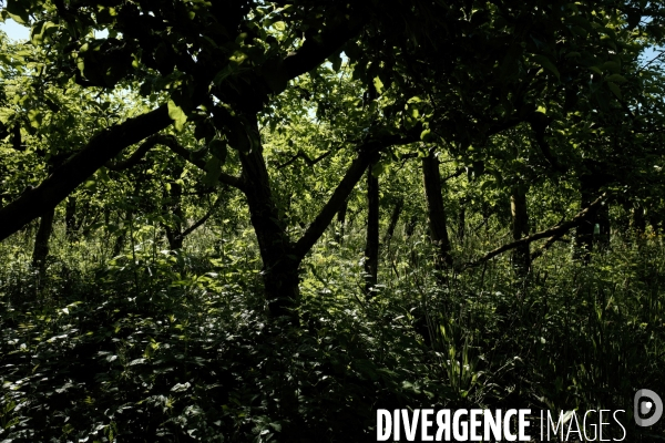 L exploitation de Christel Salles , producteur de pommes Reinette bio dans les Cévennes.