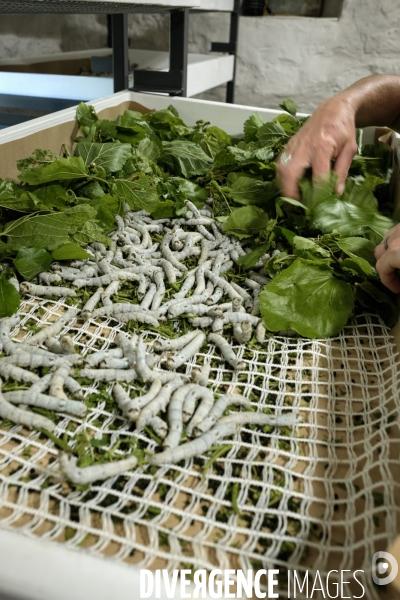 L exploitation de Marion Chabanel, éleveuse de vers à soie dans les Cévennes.
