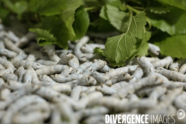 L exploitation de Marion Chabanel, éleveuse de vers à soie dans les Cévennes.