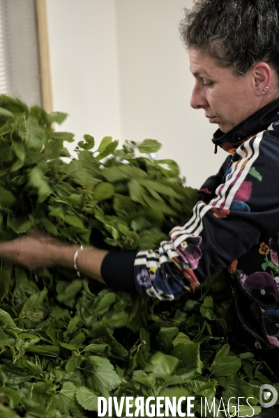 L exploitation de Marion Chabanel, éleveuse de vers à soie dans les Cévennes.