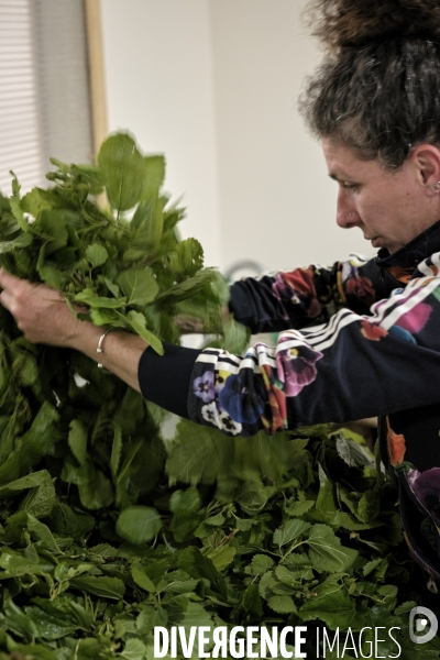 L exploitation de Marion Chabanel, éleveuse de vers à soie dans les Cévennes.