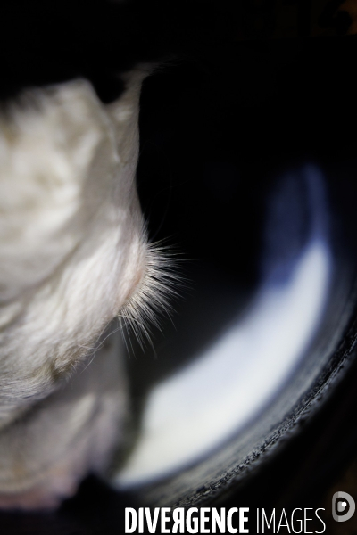 Eleveur laitier vendéen