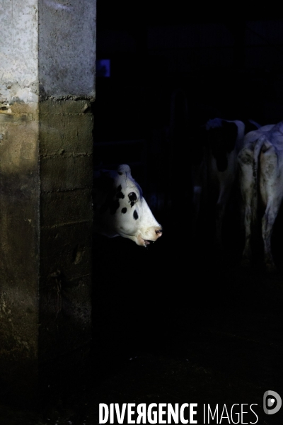 Eleveur laitier vendéen