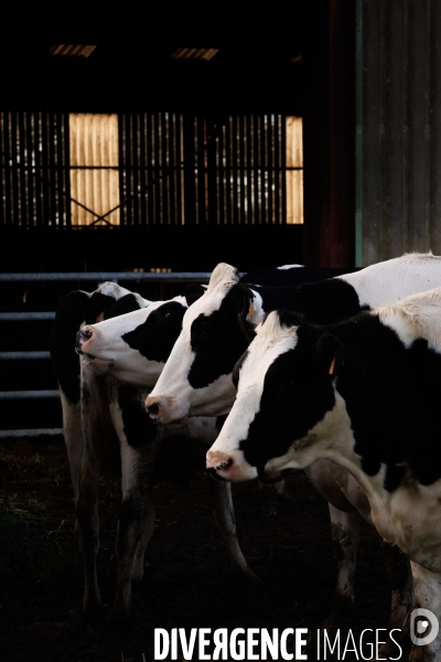 Eleveur laitier vendéen