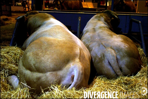 Une nuit au Salon de l Agriculture, 21-22 février 2009 à Paris.