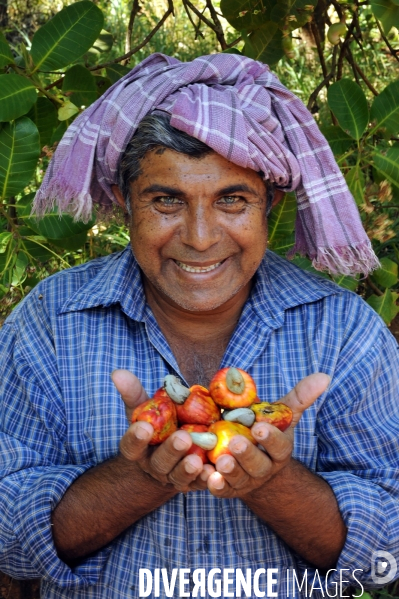 Culture de la noix de Cajou en Inde