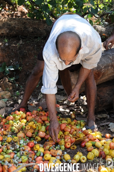 Culture de la noix de Cajou en Inde