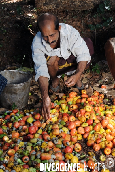 Culture de la noix de Cajou en Inde