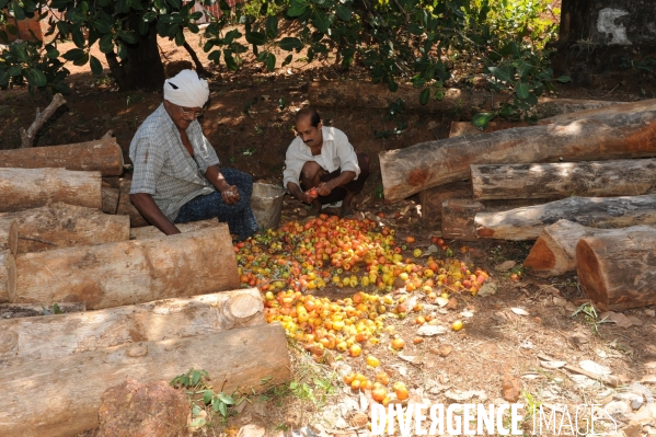 Culture de la noix de Cajou en Inde