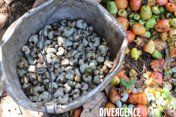 Culture de la noix de Cajou en Inde