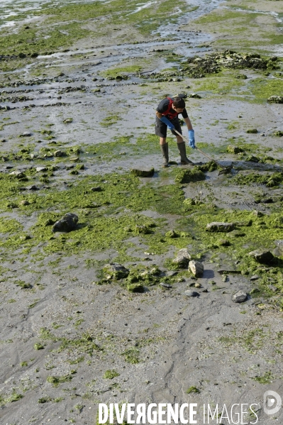 Ramassage des algues vertes