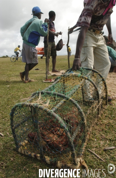 Filiere de la langouste: Ocean Indien