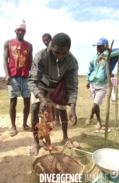 Filière de la langouste: Ocean Indien