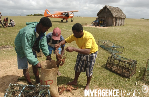 Filiere de la langouste: Ocean Indien