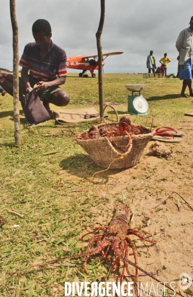 Filiere de la langouste: Ocean Indien