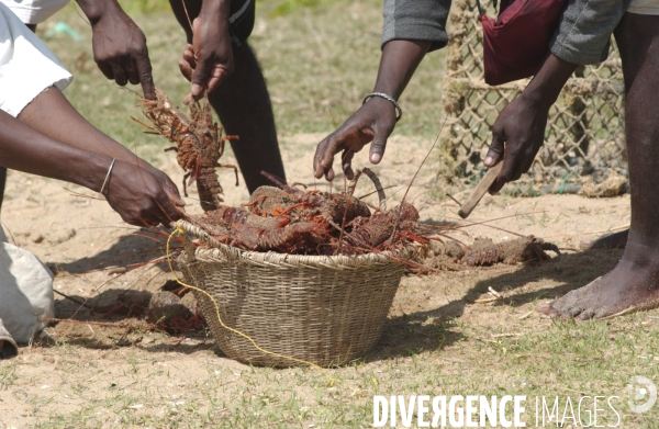 Filiere de la langouste: Ocean Indien