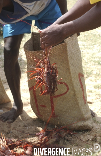 Filiere de la langouste: Ocean Indien