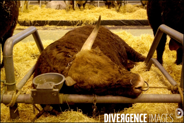 Une nuit au Salon de l Agriculture, 21-22 février 2009 à Paris.
