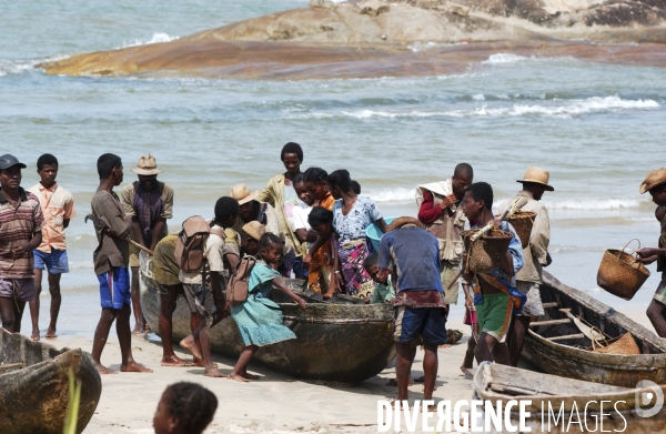 Filiere de la langouste: Ocean Indien