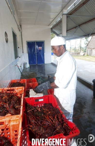 Filiere de la langouste: Ocean Indien