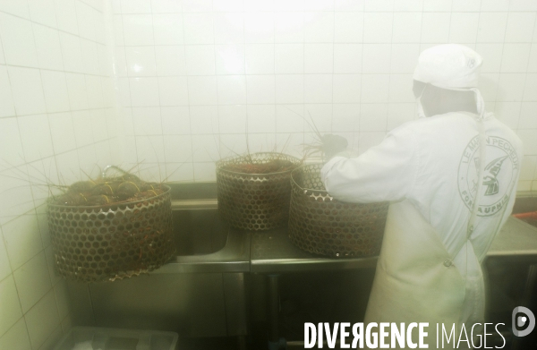 Filiere de la langouste: Ocean Indien