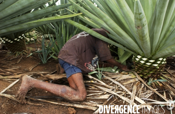 SISAL :le retour des fibres naturelles