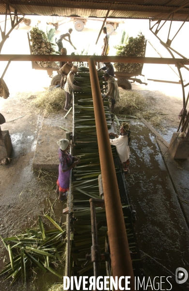 Sisal :le retour des fibres naturelles