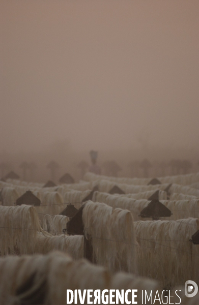 Sisal :le retour des fibres naturelles