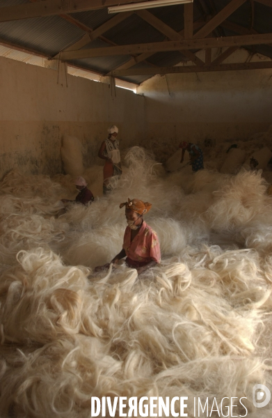 Sisal : Le retour des fibres naturelles.