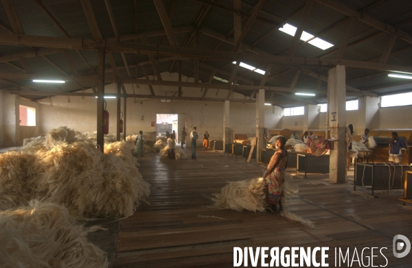 Sisal :le retour des fibres naturelles