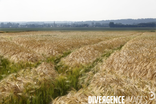 Champs de blé  et village du Loir-et-Cher.