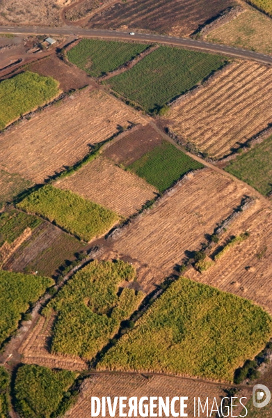FiliËère sucre sur l ile  de La Reunion