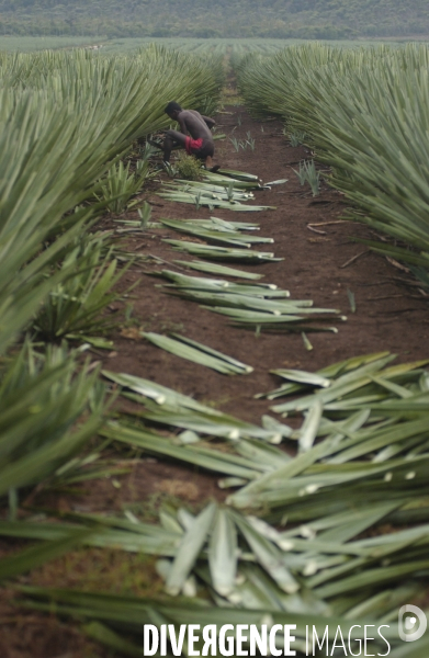 Sisal :le retour des fibres naturelles