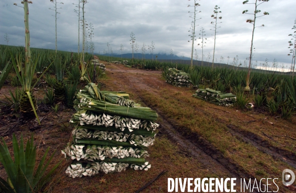 Sisal :le retour des fibres naturelles