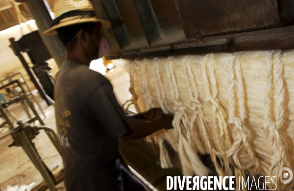 Sisal :le retour des fibres naturelles