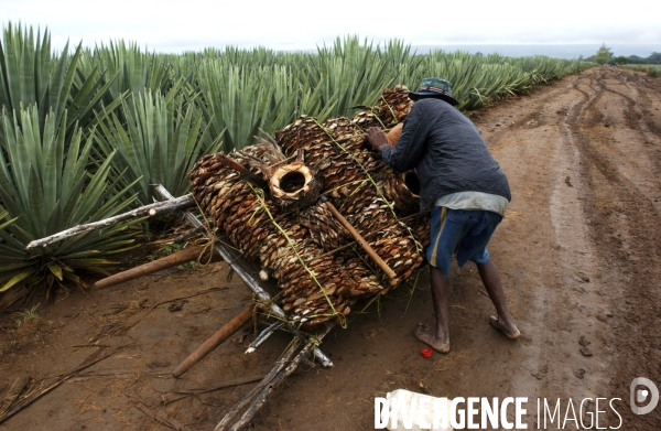 Sisal :le retour des fibres naturelles